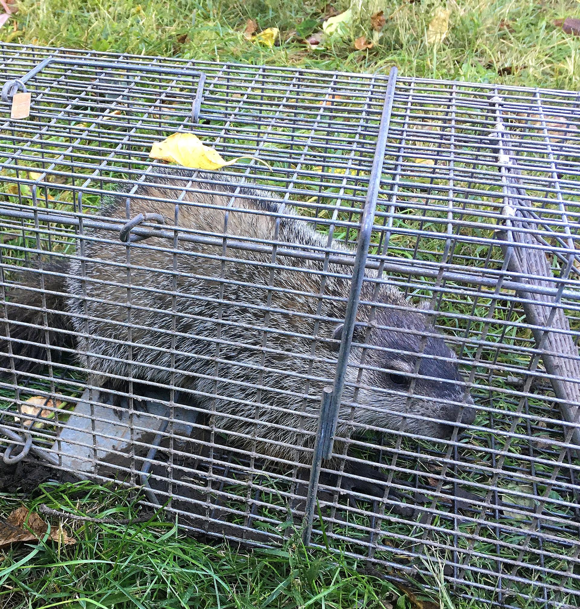 Woodchuck Removal – C&C Wildlife Control