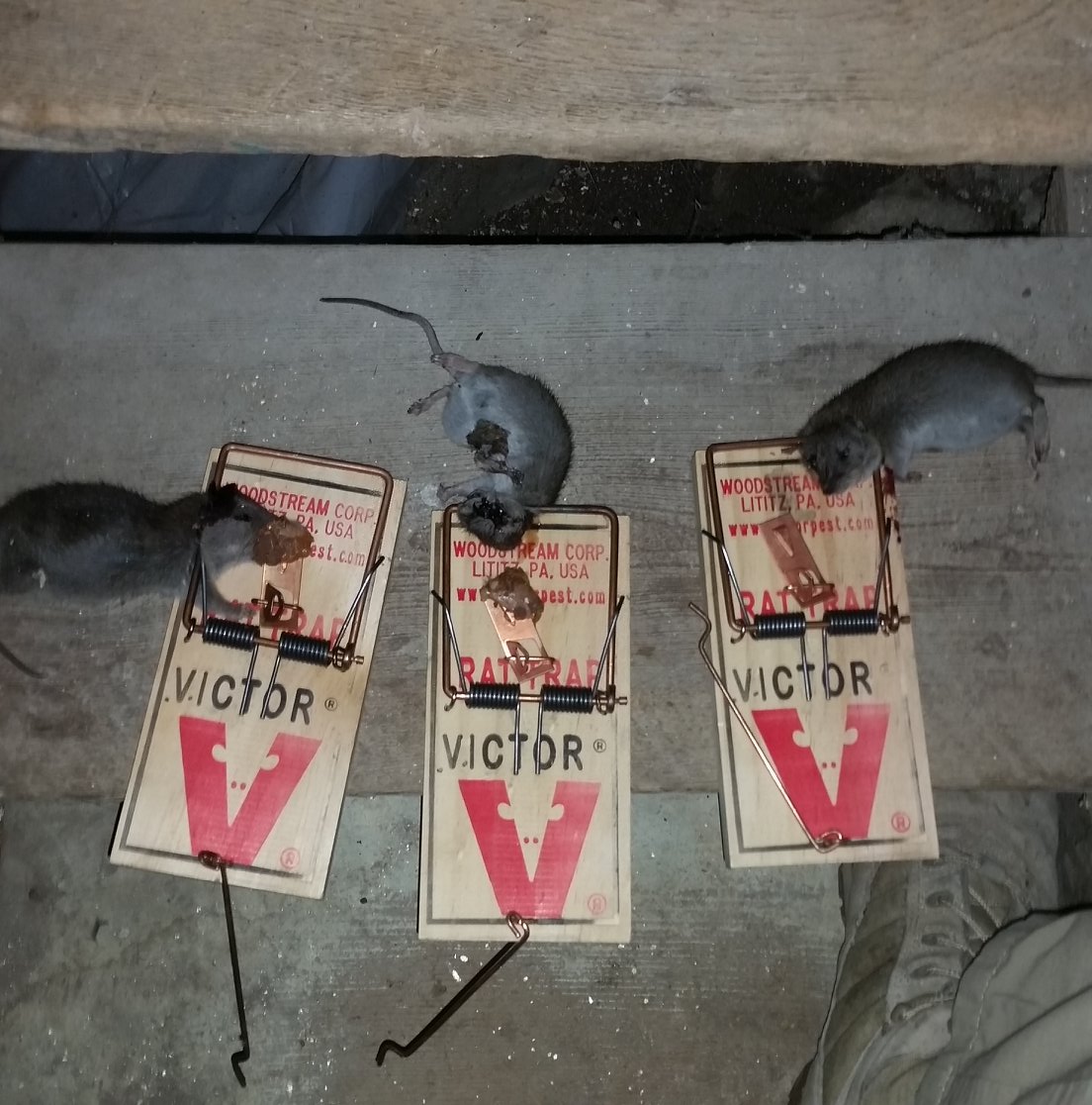 Rodent Control – C&C Wildlife Control